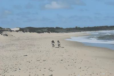 Hundeskov Vigsø Rallejer Hundestrand