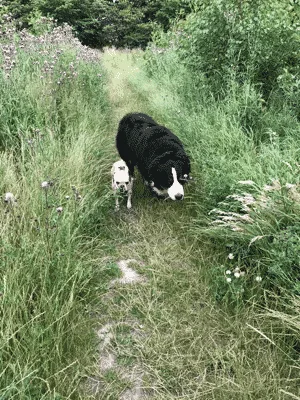 Skævinge Skov Hundehegn (Tjæreby hundeskov) billede 3
