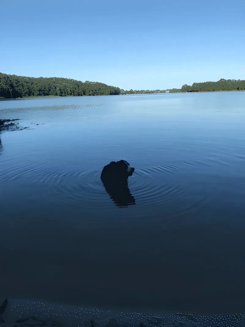 Bagsværd sø billede 1