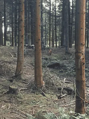 Hundeskov Tornby Klitplantage Hundeskov