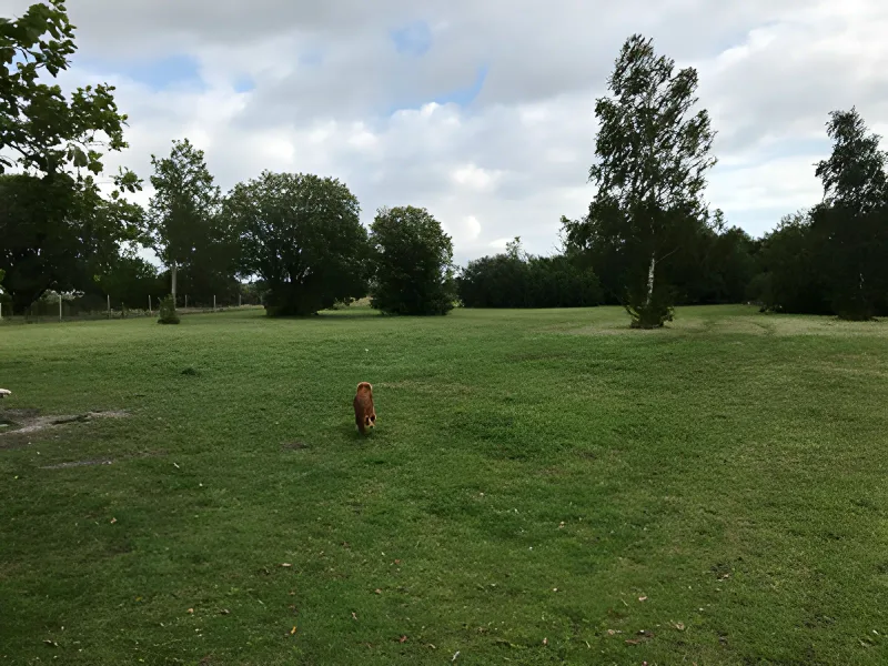 Hundeengen ved Vallensbæk Strandpark billede 3