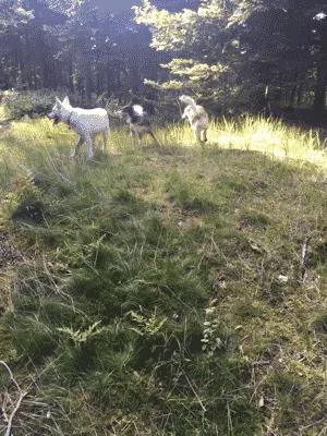 Tornby Klitplantage Hundeskov flere billeder