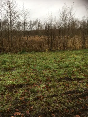 Helenelyst hundeskov flere billeder