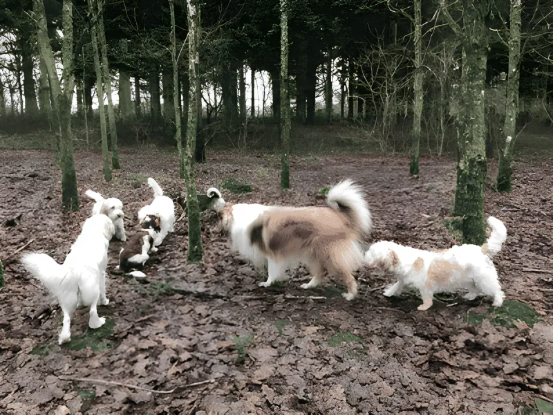 Hammer Bakker billede 4