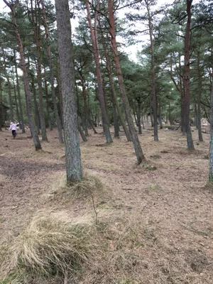 Hundeskov Vråby plantage hundeskov