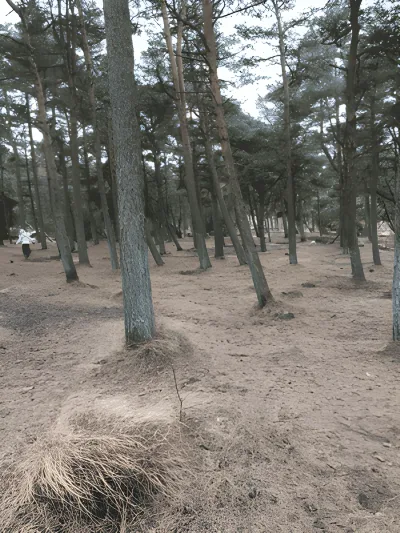 Vråby plantage hundeskov billede 3