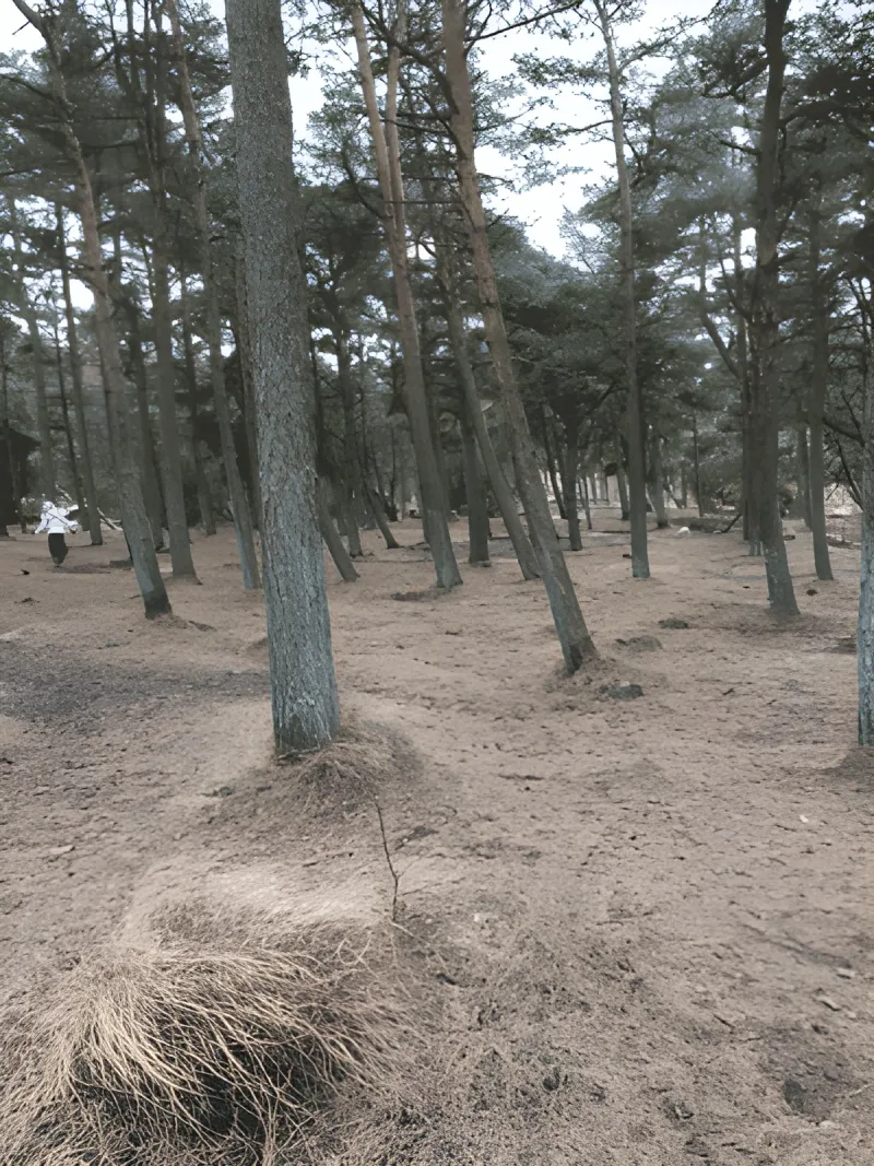 Vråby plantage hundeskov billede 3