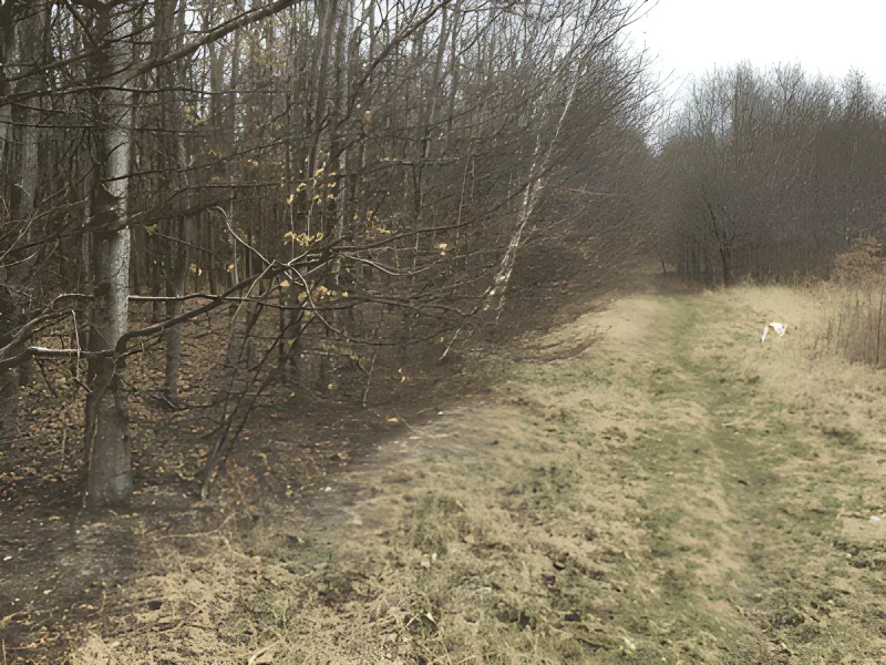 Vestskoven ved Ejby billede 4