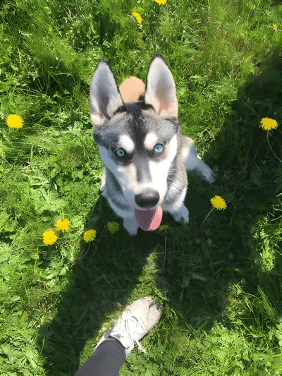 Hundeskov Mølleskovens hundeområde