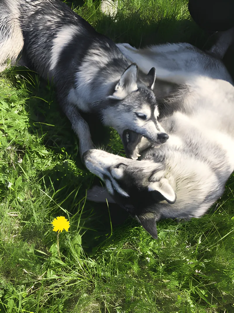 Mølleskovens hundeområde billede 2
