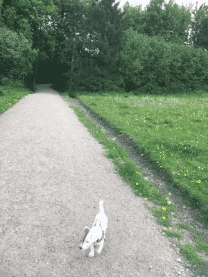 Rødskebølle Hundeskov flere billeder