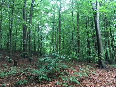 Søværnets Operative Kommando (SOK's) hundeskov - Marselisborg flere billeder
