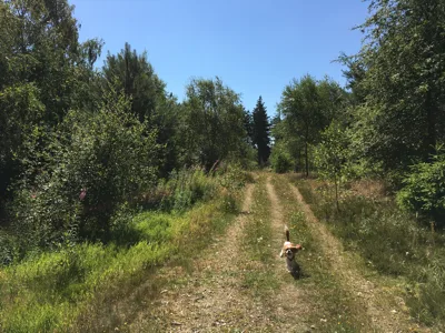 Sjørup Plantage Hundeskov billede 2