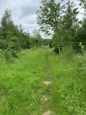 Hundeskov Sindal Hundeskov