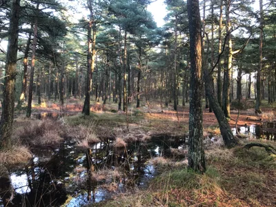 Vråby plantage hundeskov flere billeder