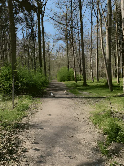 Hannenovskoven (hundeskov) flere billeder