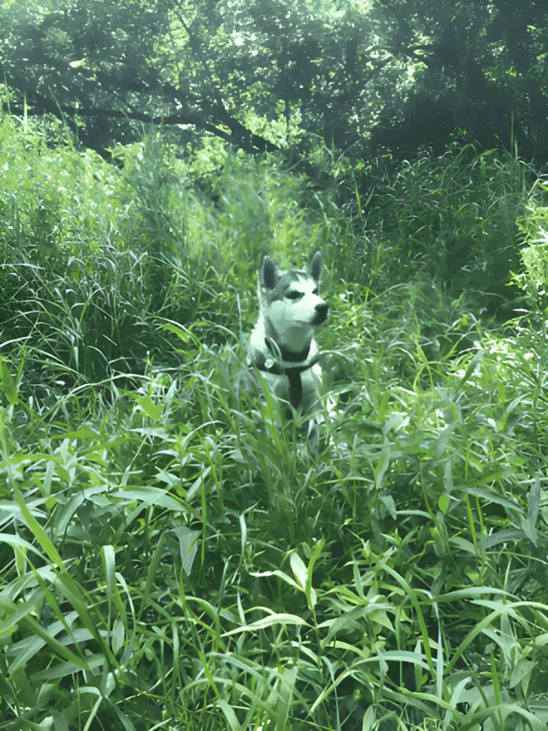 Strøby Egede Hundepark billede 1