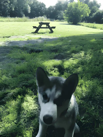 Hundeskov Hastrup Søerne Hundegård
