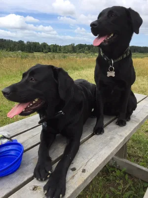 Hundeskov Skævinge Skov Hundehegn (Tjæreby hundeskov)