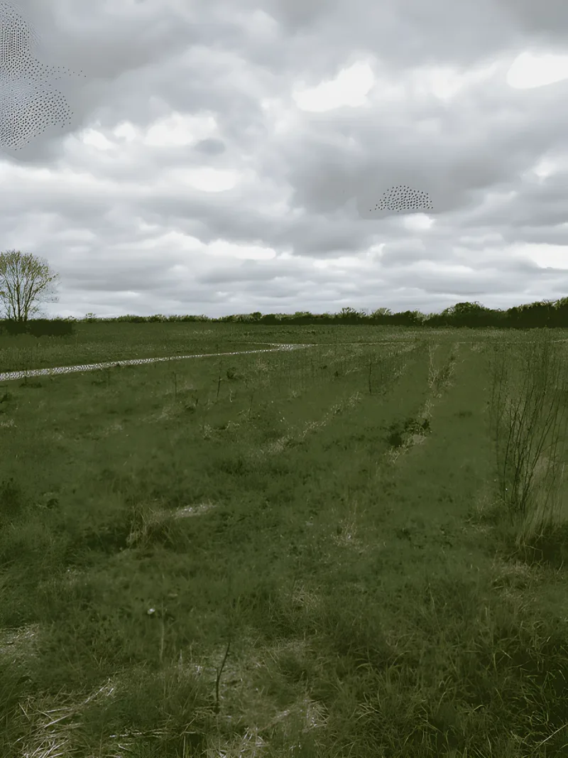 Hundeskoven i Ringe Skov billede 1