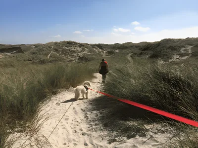 Espe Skov ved Ringe billede 3
