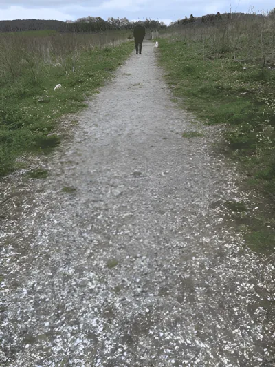 Åbo Skov (hundeskov) billede 3
