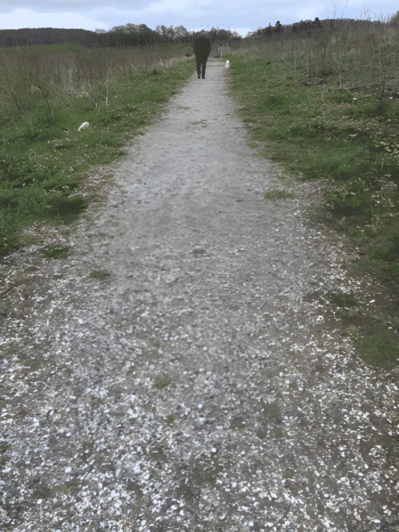 Åbo Skov (hundeskov) billede 3