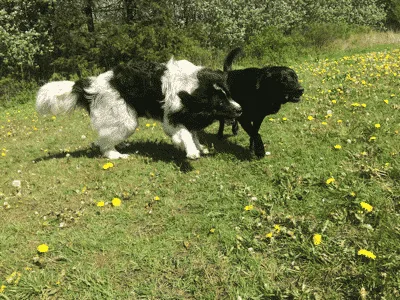 Rødskebølle Hundeskov billede 3