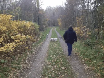 Kiskelund Plantage flere billeder
