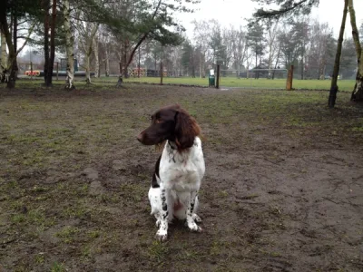 Hundeskov Ølby hundegård