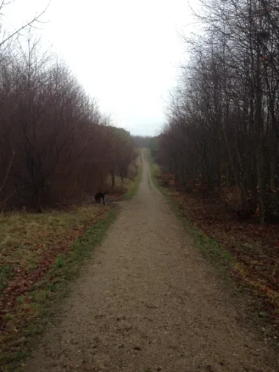 Hundeskov Klosterskov Hundeskov