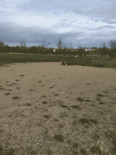 Greve skov (fritløbsområde) billede 4