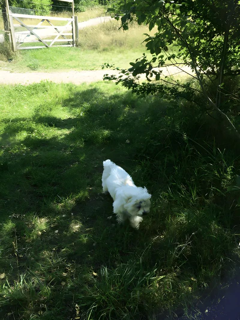 Hedeland Hundepark (Hedehusene Hundeskov) flere billeder