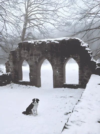 Præstevang Hundeskov billede 4