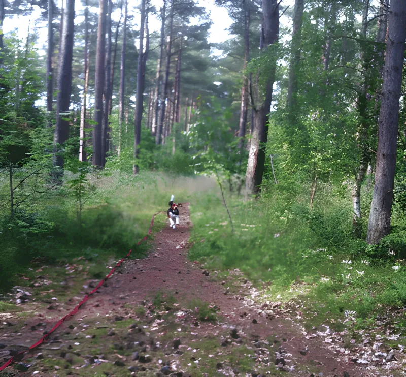 Trekantskoven hundeskov billede 4