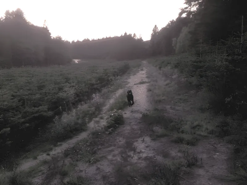 Sømosen Hundeskov (Dronninglund Storskov) billede 3