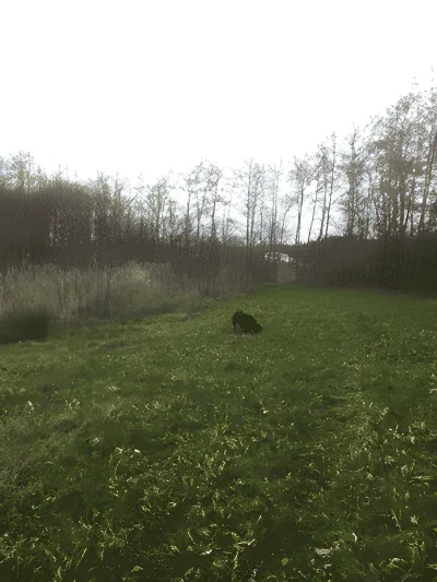 Helenelyst hundeskov billede 2