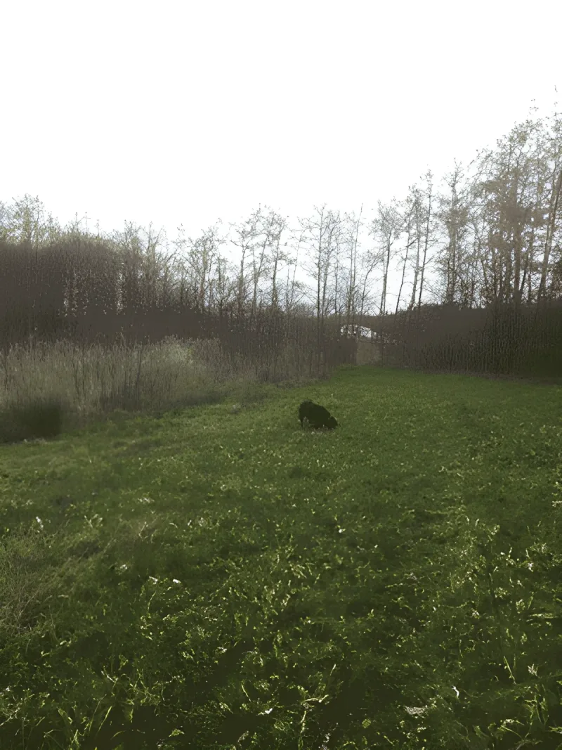Helenelyst hundeskov billede 2