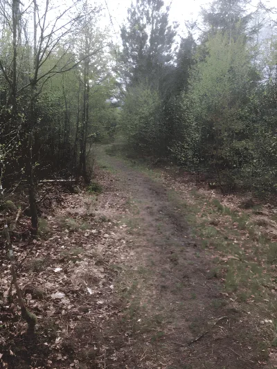 Hundeskov Renbæk Plantage