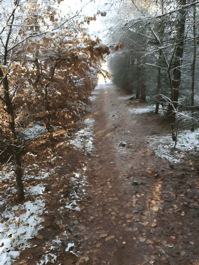 Hundeskov Skelhøj Plantage (Ikast Byskov)