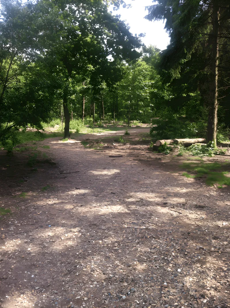 Skive Plantage billede 3