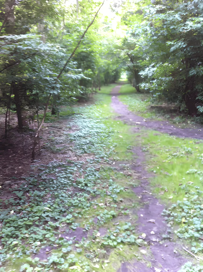Grenaa Hundeskove billede 3
