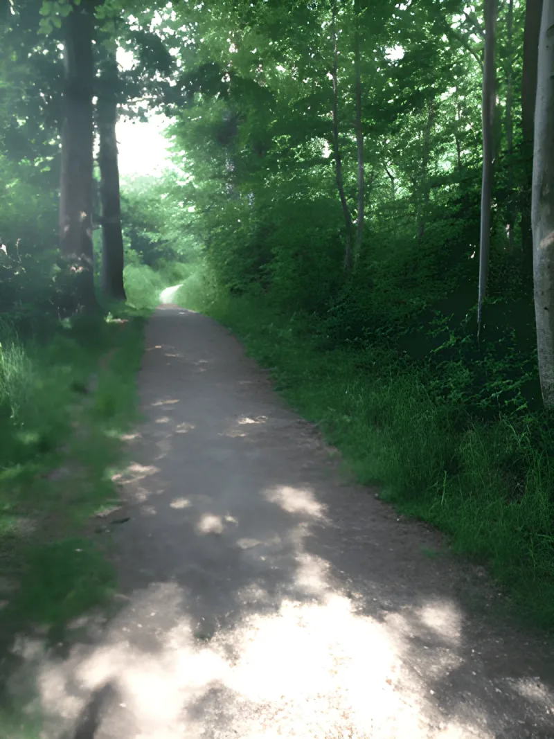Årslev Skov flere billeder