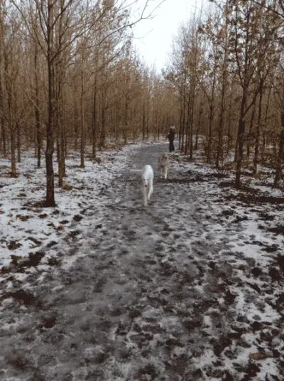 Gulddysse Skov (hundeskov) flere billeder