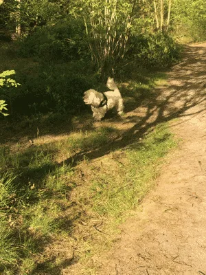 Blåbjerg Klitplantage, Lønne flere billeder