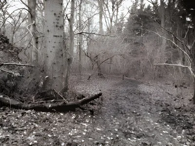 Hundeskoven i Boller Overskov billede 3