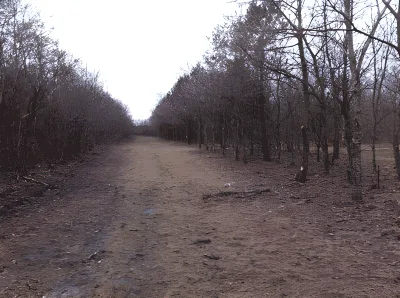 Hundeskov Hundeskov ved Nørre Nebel