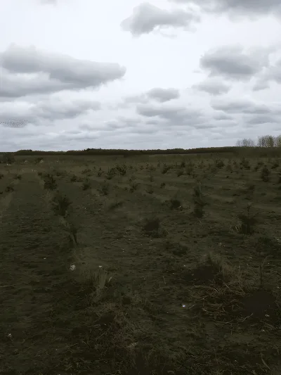 Hundeskov Bjerringbro Hundeskov