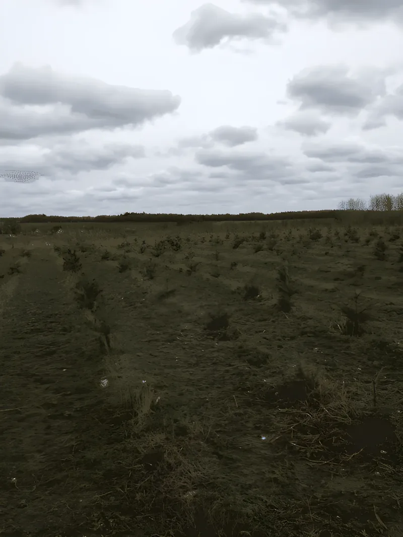 Bjerringbro Hundeskov billede 1