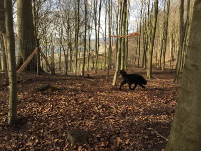 Nørreskoven i Vejle billede 3